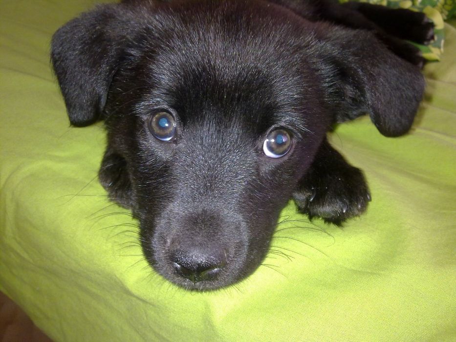 Срочно отдам в хорошие,  заботливые  руки щенков