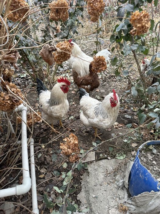 Продам петухов.