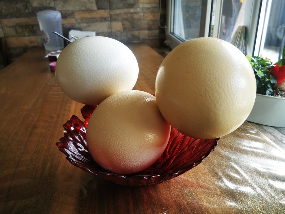 vand oua de strut 100de lei buc la peste 5 buc ee 70 de lei