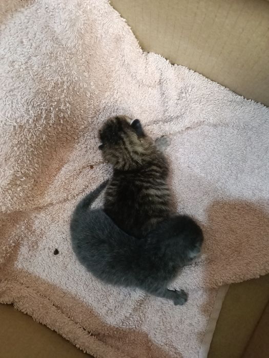 Котята отдам в хорошие руки