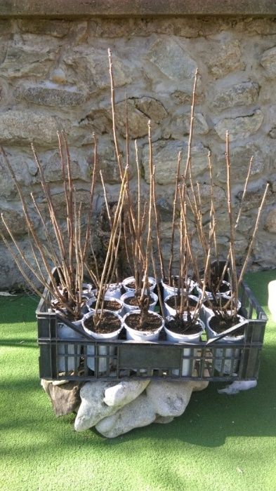 Къпина, Касис, Арония, Малини, Годжи Бери, Нар, Смокиня, Лешник, Боров