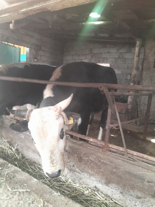 Прадаётся бычок год 4 месяца