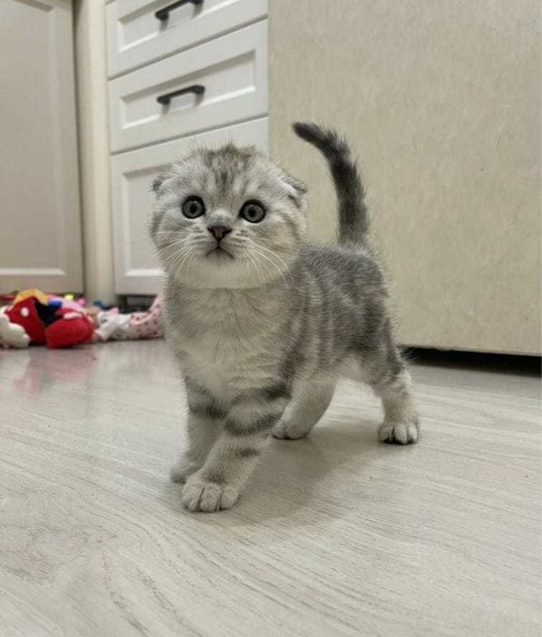 шотландские котята