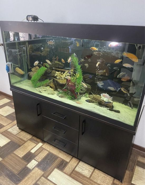 Akvarium Buyurtma asosida yasimiza