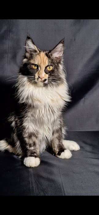 Котята из питомника