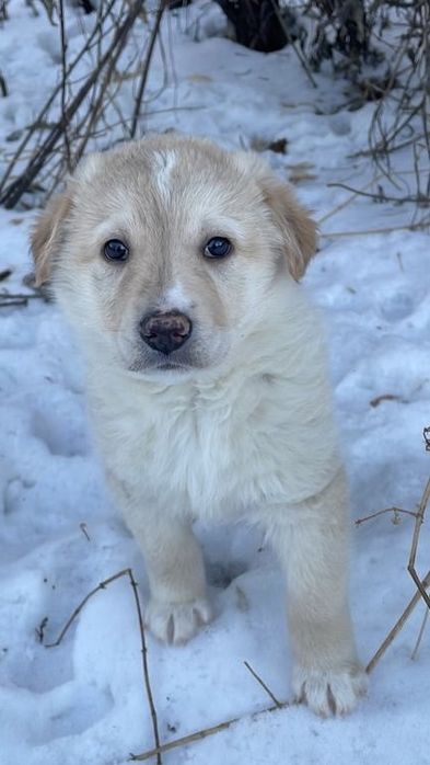 Ищем щенятам любящие семьи!