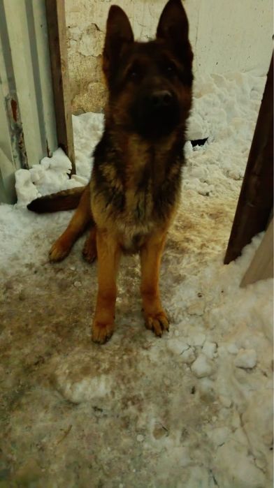 Щенок немецкой овчарки ,кобель.