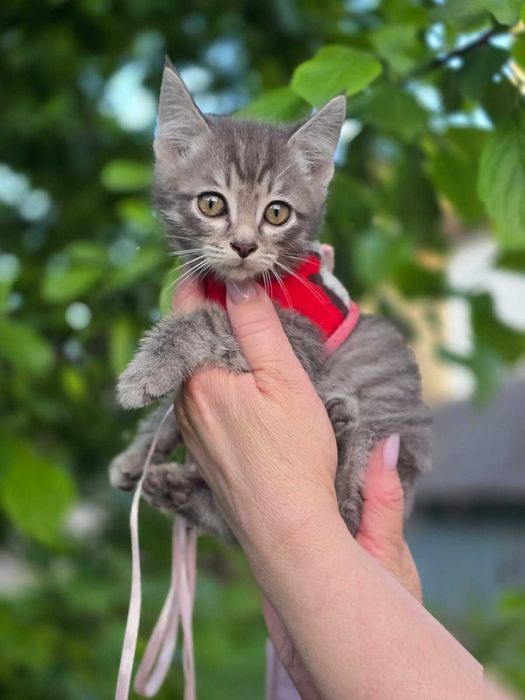 котята мальчик и девочка, возраст примерно 1 месяц
