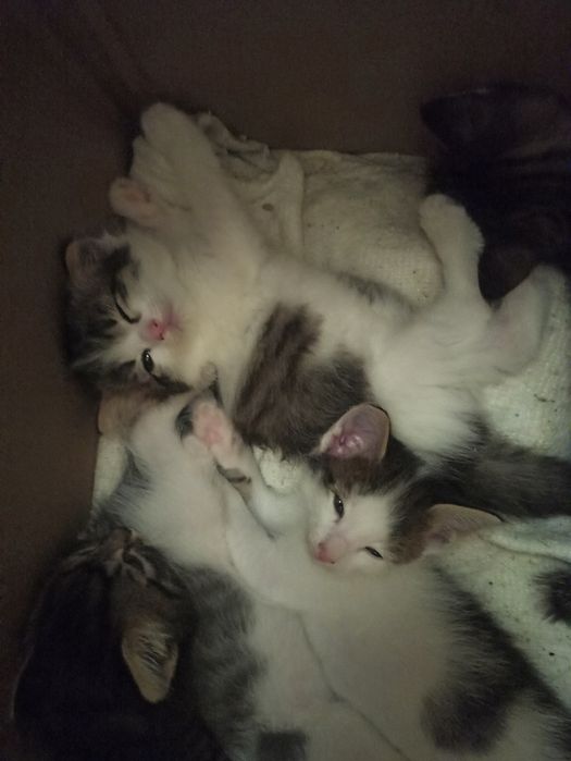 Подарю котят бесплатно