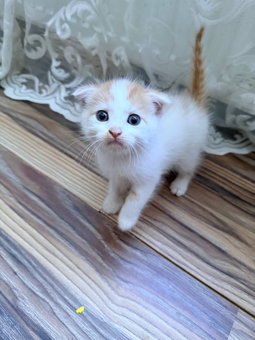 Милые котята , один мальчик и две девочки