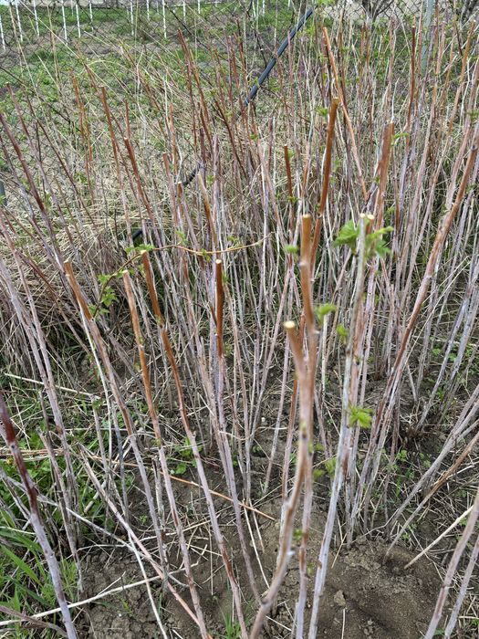 Butasi  zmeura rubin