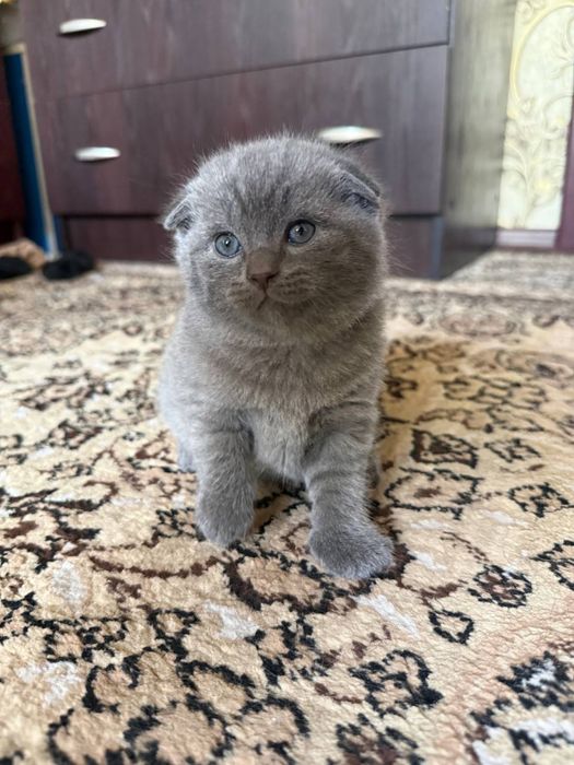 Продается котенок скоттиш фолд мальчик