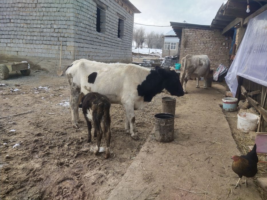 Сыйырлар сатылады