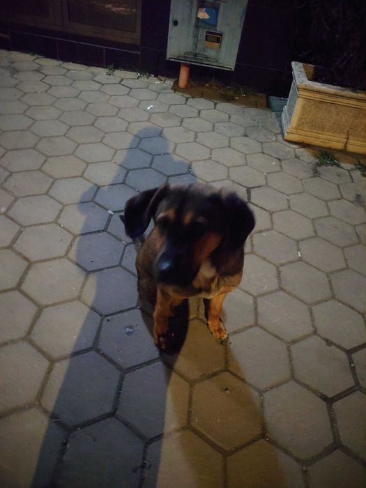 Подаряваме кученце