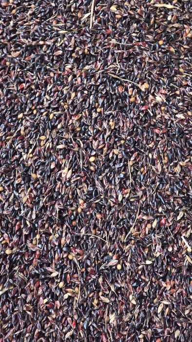 Суданка семена .