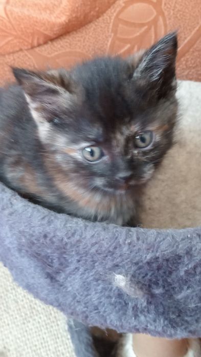 Замечательная кошечка Чебурашка,ей 1,5 месяца