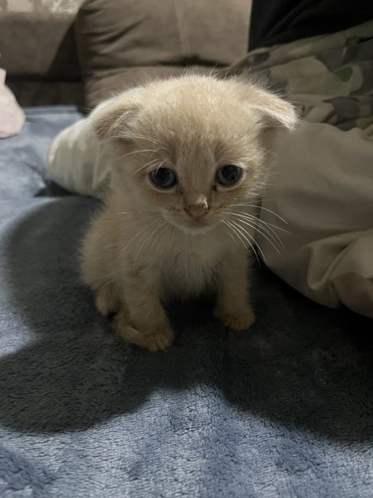 продам котят вислоухие