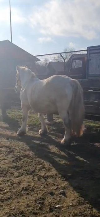 Vand Iapă ungurească