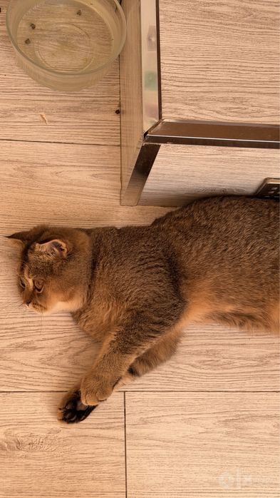 Скотиш Фолд 5 месяцев
