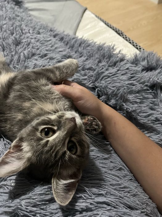 Отдам котенка в хорошие руки