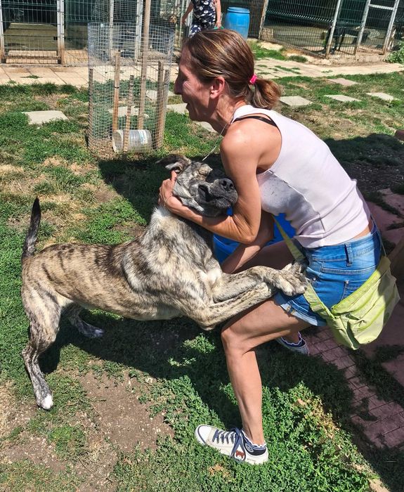 ТАЙГЪР търси дом