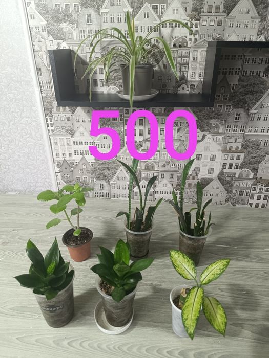 Продам цветы дорого