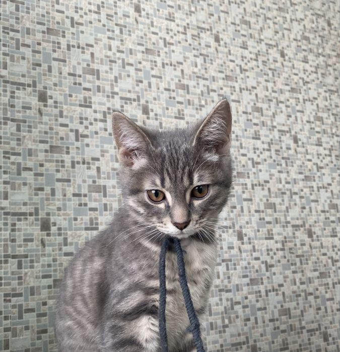 Отдам даром котенка