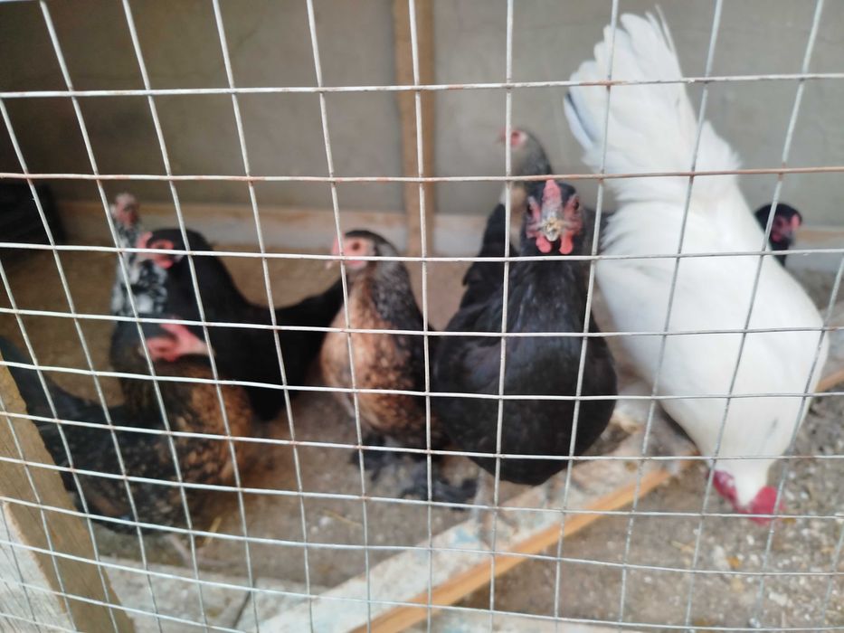 Продаётся японские куры