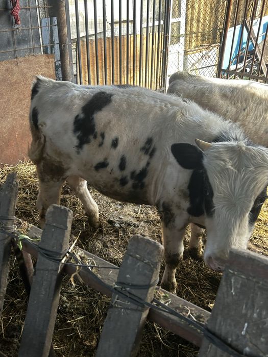 Vand vitei peste 200 kg albastru belgian medisat !