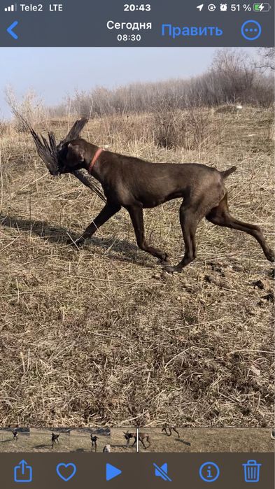 Курцхар охотничия собака