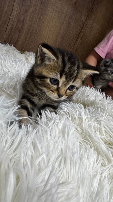 Продам шотландских котят
