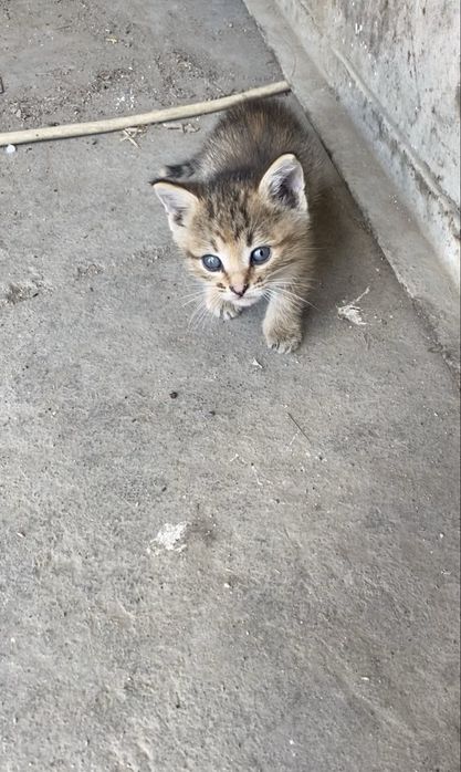 Котенки в добрые руки