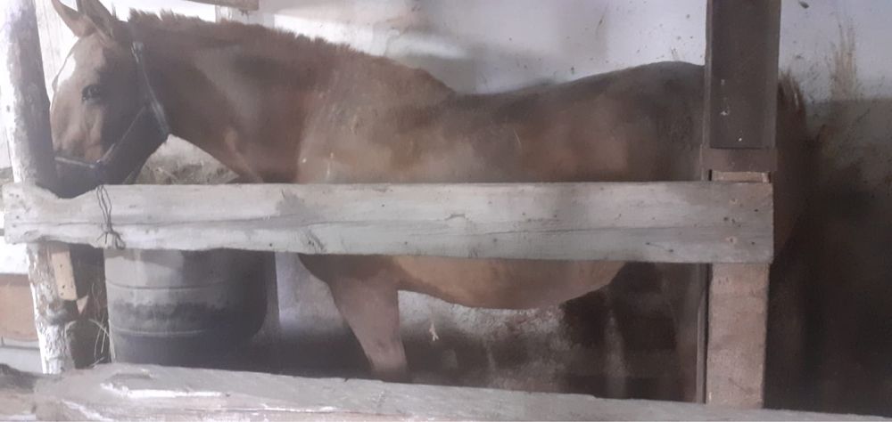 Продам кабылу с откорма жирная