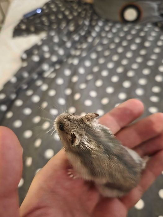 Donez hamsteri pitici