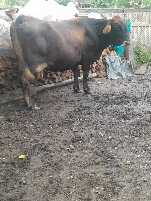 Vând vaca brună  foarte buna sanatoasa cuminte cu al 5_lea vitel