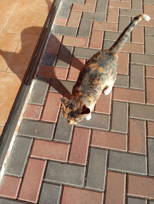 Donez pisică "Tigruta"