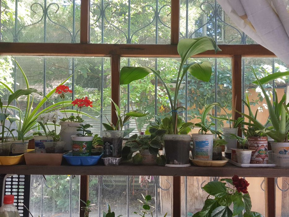 Комнатные цветы  разных размеров