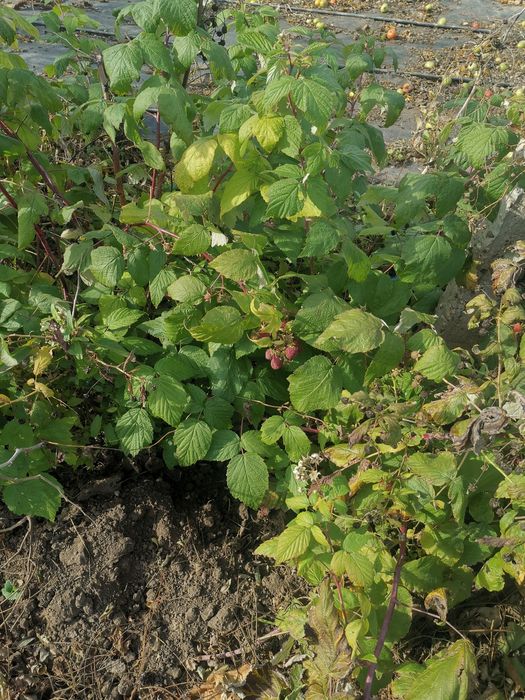 Butasi de zmeură 2lei firu