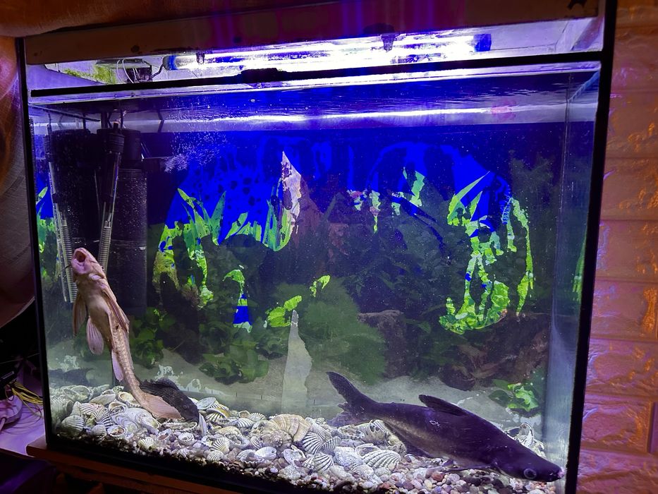 Большой Аквариум с большими рыбами, пангасиус 38см, сом 35см