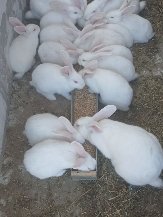 Vînd iepuri hycole francez