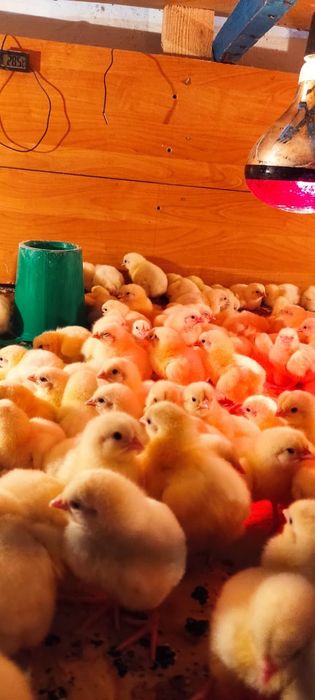 Продам бройлеров цыплят привиты