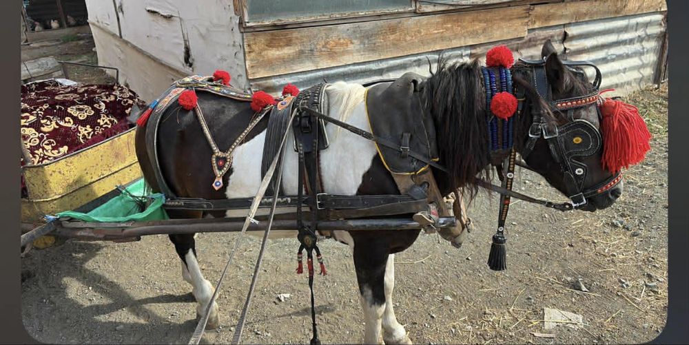 Продавам мъжко пони