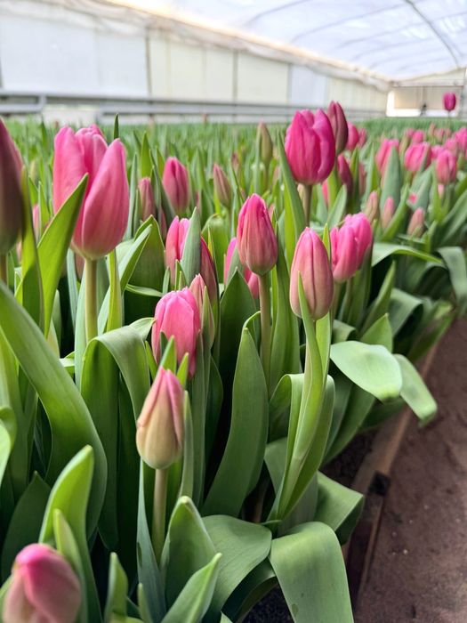 Тюльпаны в розницу! 40 сортов! Алматы.