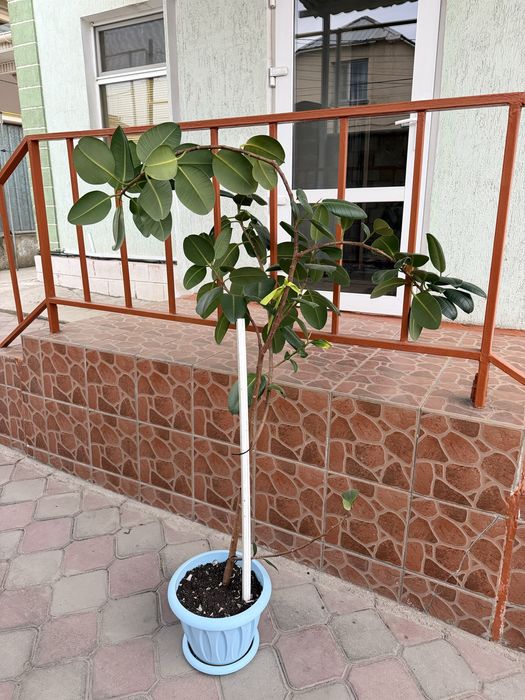 Фикус каучуконосный бесплатно