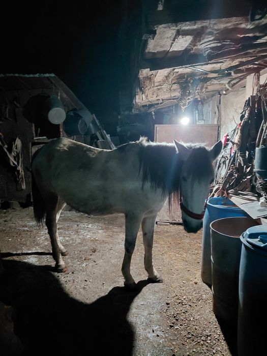 De vânzare iapa de 10 ani cu mânzat de 11 zile