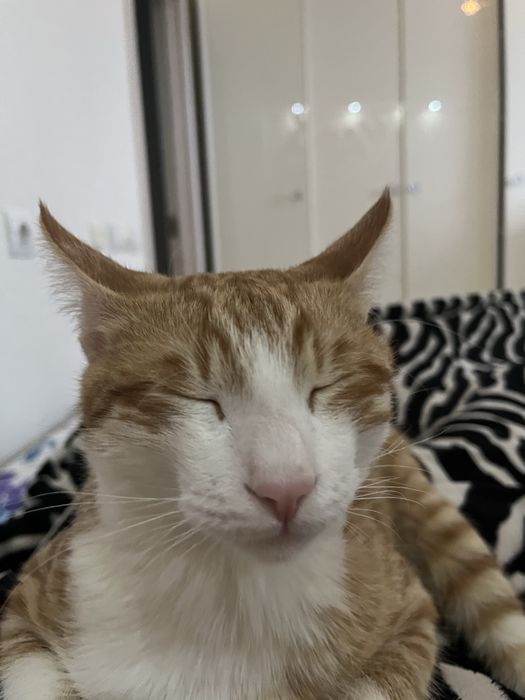 Отдаю даром кота мальчика