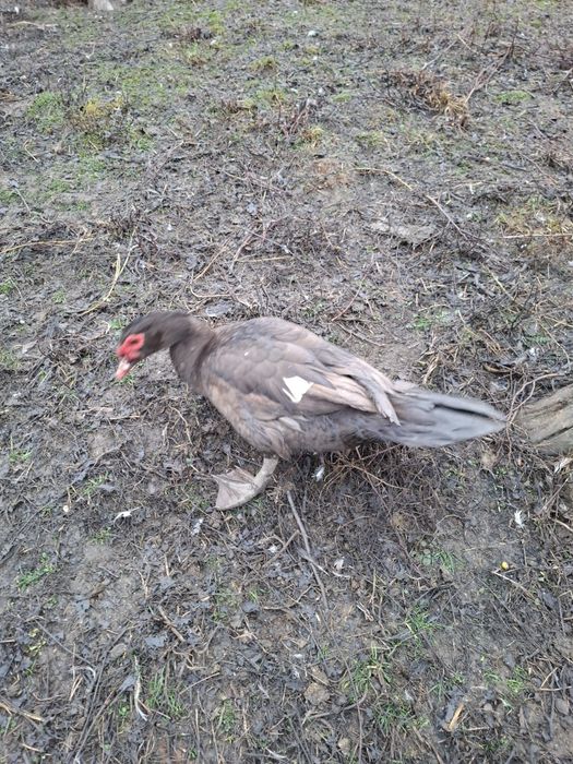 Rățoi Mut din 2025