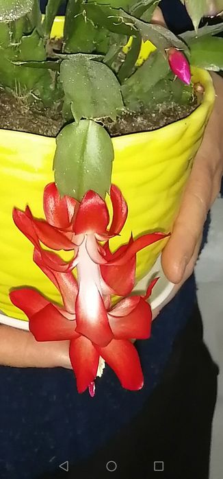 декабрист, комнатный цветок