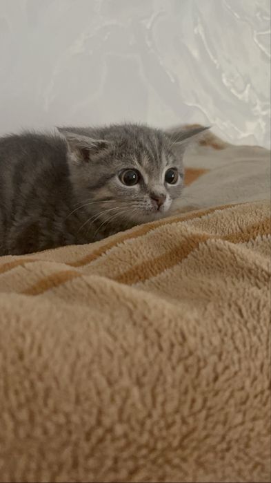 Кошка порода-британский