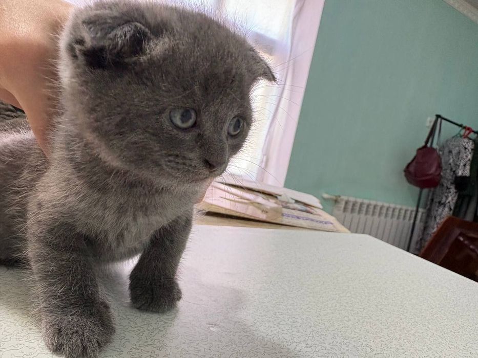 Шотландский фолд' зоти тоза' лоток билади